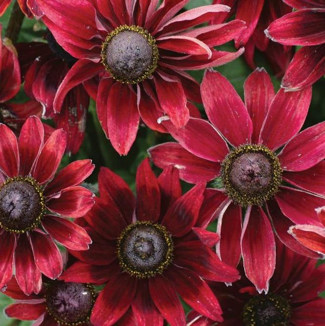 (Black Eyed Susan) Rudbeckia hirta Cherry Brandy from Swift Greenhouses