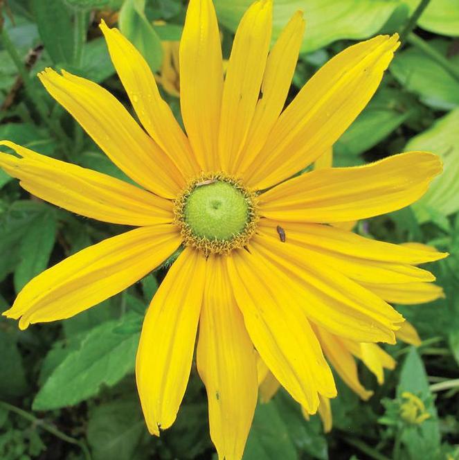 (Green Eyed Susan) Rudbeckia hirta Irish Eyes from Swift Greenhouses