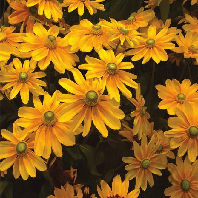 (Green Eyed Susan) Rudbeckia hirta Prairie Sun from Swift Greenhouses