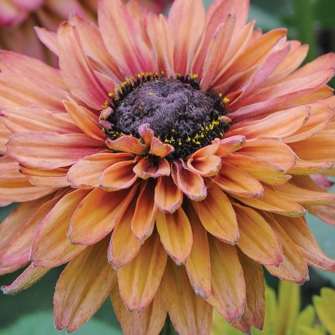 (Black Eyed Susan) Rudbeckia hirta Sahara from Swift Greenhouses