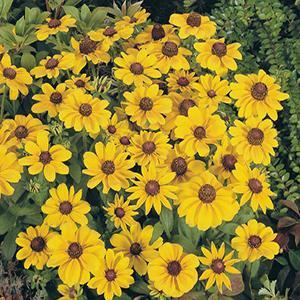 (Black Eyed Susan) Rudbeckia hirta Toto Lemon from Swift Greenhouses