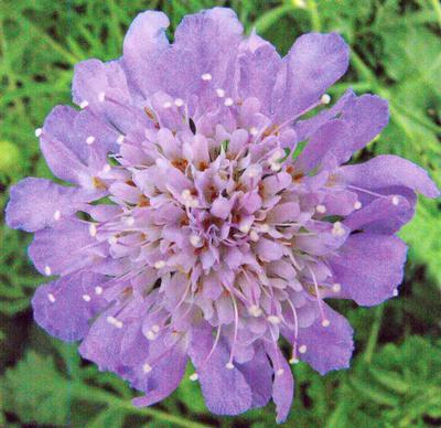 (Pincushion Flower) Scabiosa columbaria Butterfly Blue from Swift Greenhouses