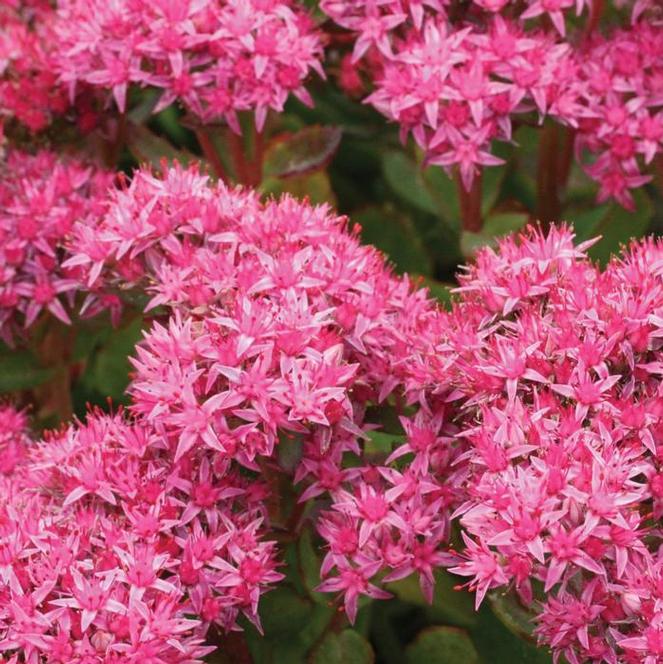 (Stonecrop) Sedum maximum Abbeydore from Swift Greenhouses