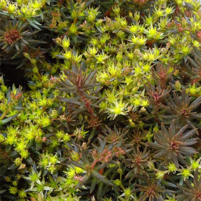 (Stonecrop) Sedum hakonense Chocolate Ball from Swift Greenhouses