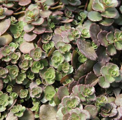 (Stonecrop) Sedum spurium coccineum Dragon's Blood from Swift Greenhouses