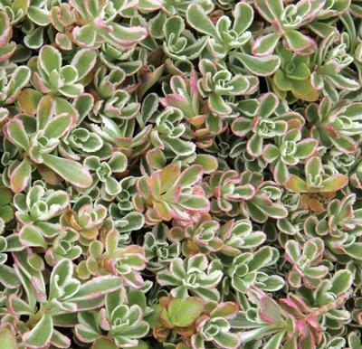 (Stonecrop) Sedum spurium coccineum Dragon's Blood Tricolor from Swift Greenhouses