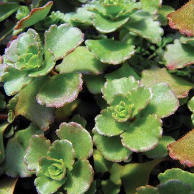 (Stonecrop) Sedum spurium John Creech from Swift Greenhouses