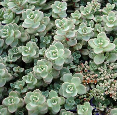 (Stonecrop) Sedum hylotelephium cauticola ewersii Mini Ewersii from Swift Greenhouses