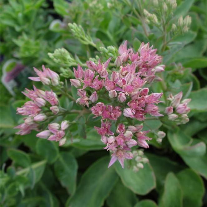 (Stonecrop) Sedum maximum Munstead Dark Red Telephium from Swift Greenhouses