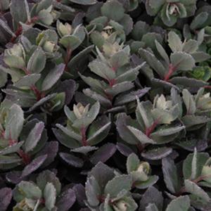 (Stonecrop) PP # 22,457 Sedum SunSparkler™ Dazzleberry from Swift Greenhouses