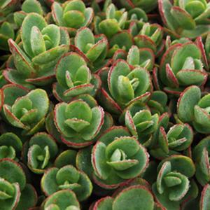(Stonecrop) PP # 24,632 Sedum SunSparkler™ Lime Zinger from Swift Greenhouses