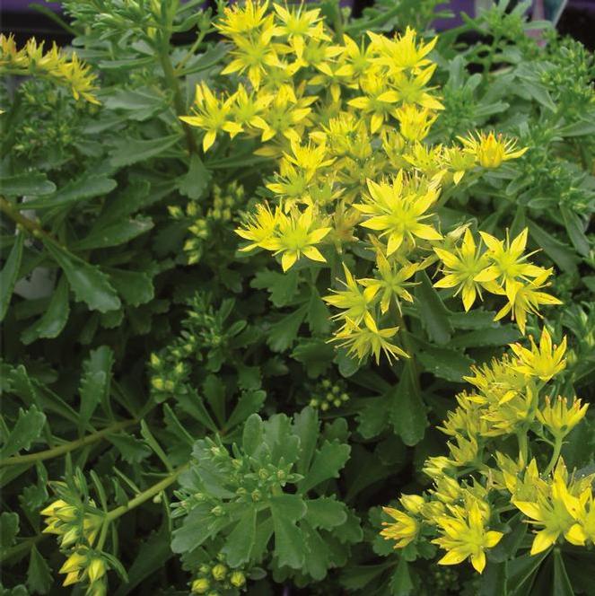 (Stonecrop) Sedum kamtschaticum from Swift Greenhouses