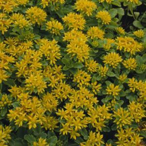 (Stonecrop) Sedum kamtschaticum ellacombianum (Ella) from Swift Greenhouses