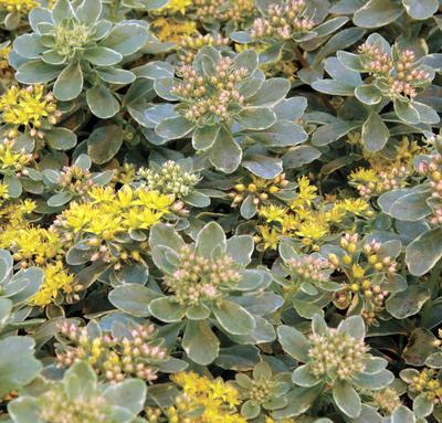 (Stonecrop) Sedum kamtschaticum variegatum from Swift Greenhouses