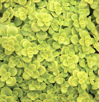 (Stonecrop) Sedum makinoi ogon from Swift Greenhouses
