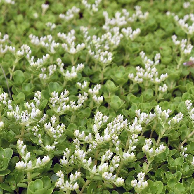 (Stonecrop) Sedum ternatum from Swift Greenhouses