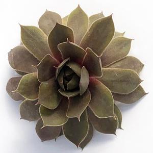 (Hens and Chicks) Sempervivum Desert Bloom from Swift Greenhouses