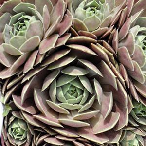 (Hen and Chicks) Sempervivum Emerald Empress from Swift Greenhouses