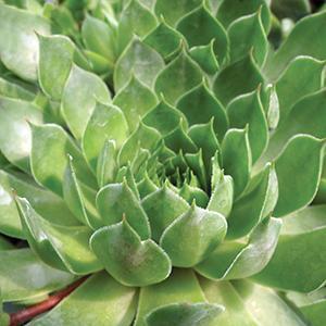 (Hen and Chicks) Sempervivum Hopewell from Swift Greenhouses