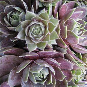 (Hens and Chicks) Sempervivum Silverine from Swift Greenhouses