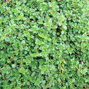 (Red Mother-of-Thyme) Thymus coccineum Red Creeping Thyme from Swift Greenhouses