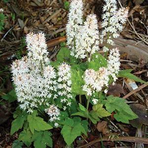 (Foam Flower) Tiarella wherryi from Swift Greenhouses
