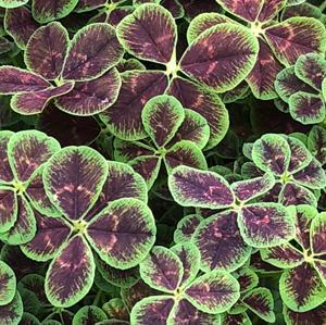 (Clover) Trifolium repens purpurascens quadrifolium Lucky from Swift Greenhouses