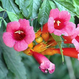(Trumpet Vine) Campsis x tagliabuana Madame Galen from Swift Greenhouses