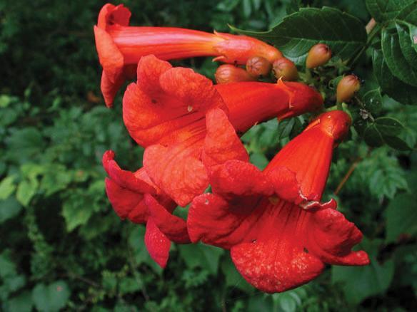 (Trumpet Vine) Campsis radicans Orange from Swift Greenhouses
