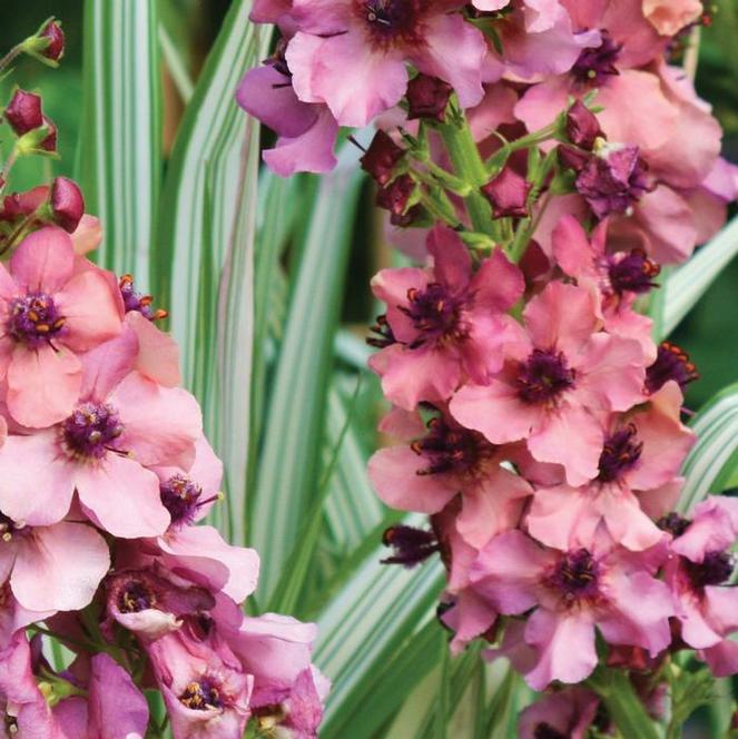 (Mullein) Verbascum hybrida Southern Charm from Swift Greenhouses