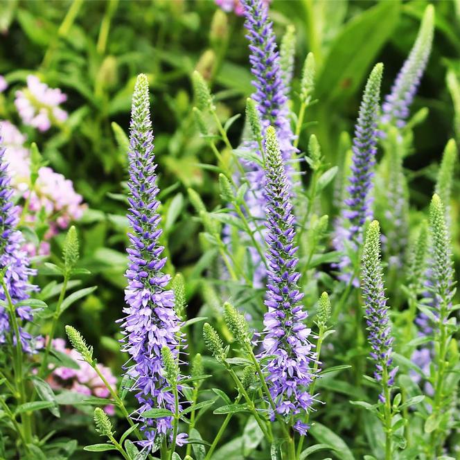 (Speedwell) Veronica spicata Blue Carpet from Swift Greenhouses