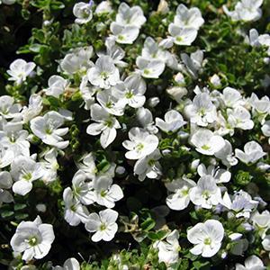 (Creeping Speedwell) Veronica repens from Swift Greenhouses