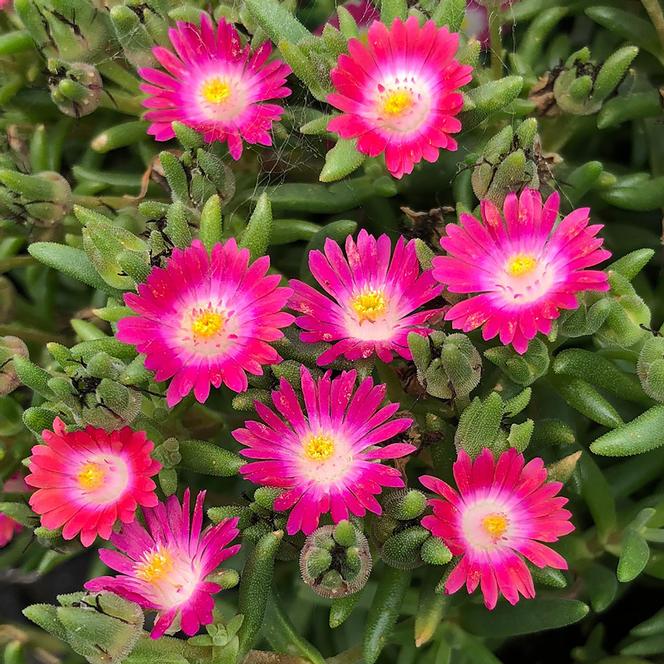 (Ice Plant) PP # 27,013 Delosperma Jewel of Desert™ Amethyst from Swift Greenhouses