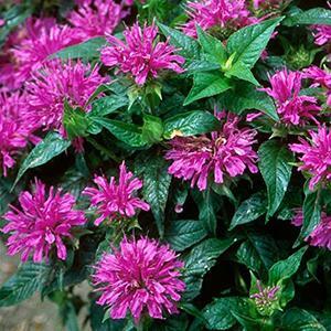 (Bee Balm) PP # 19,580 Monarda didyma Grand Parade from Swift Greenhouses