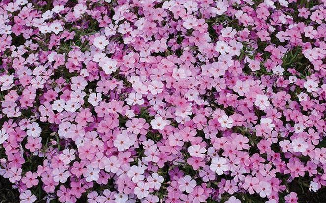 (Creeping Phlox) PP # 28,762 Phlox subulata Strawberries and Cream from Swift Greenhouses