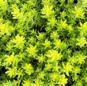 (Stonecrop) Sedum acre Aurea from Swift Greenhouses