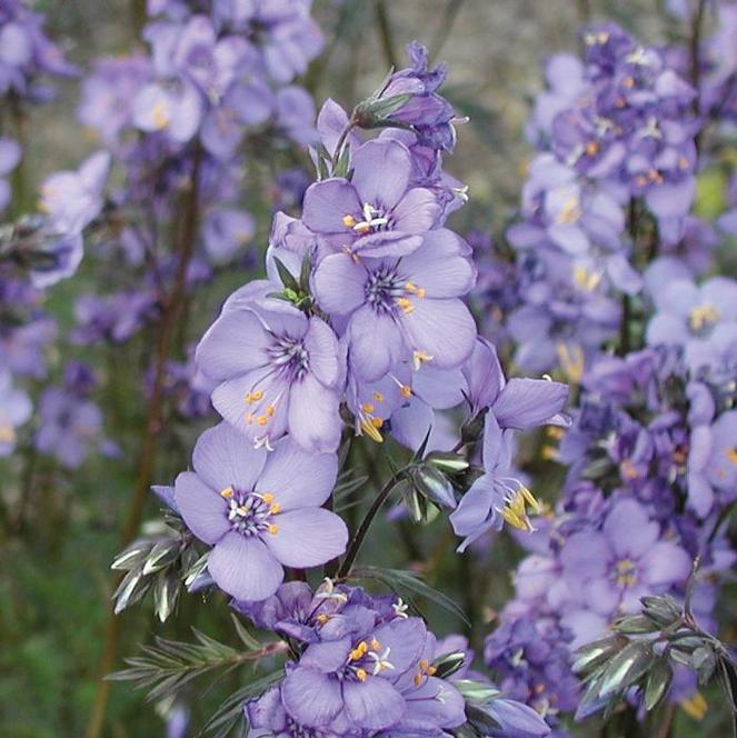 (Jacob's Ladder) Polemonium yezoense Purple Rain Strain from Swift Greenhouses