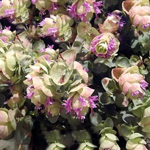 (Ornamental Oregano) Origanum hybrida Kirigami from Swift Greenhouses