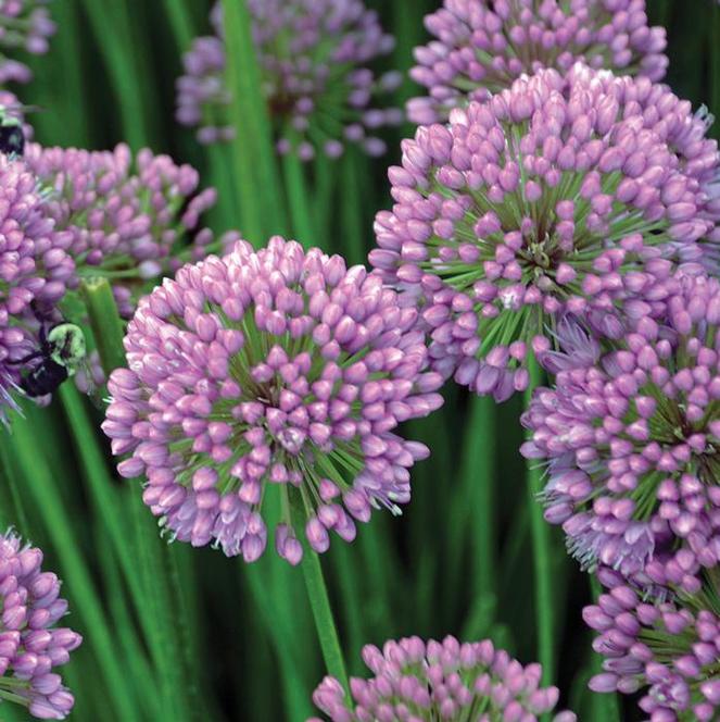 (Ornamental Onion) Allium senescens Millenium from Swift Greenhouses
