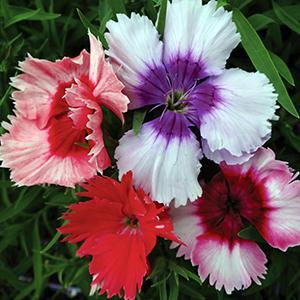 (Sweet William) Dianthus barbatus Barbarini™ Mix from Swift Greenhouses