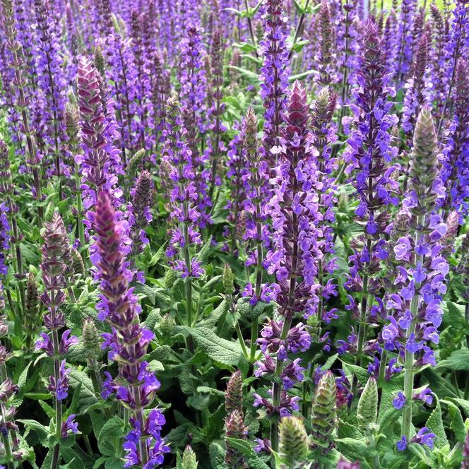 (Meadow Sage) Salvia superba Blue Queen Dwarf from Swift Greenhouses