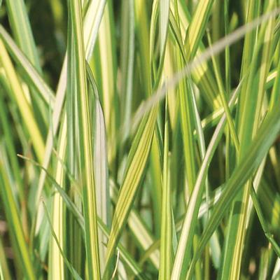 Calamagrostis x acutiflora PP#16,486 Grass Perennial Eldorado from Swift Greenhouses