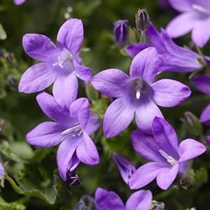 (Dalmatian Bellflower) Campanula portenschlagiana Clockwise Deep Blue from Swift Greenhouses