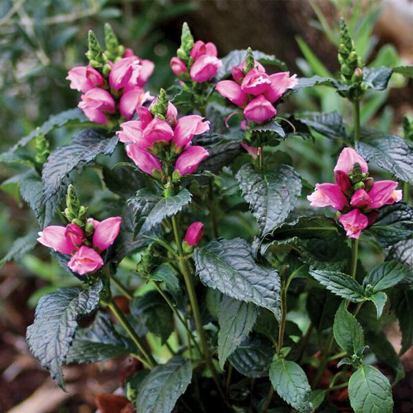 (Turtlehead) PP # 25,350 Chelone obliqua Tiny Tortuga from Swift Greenhouses