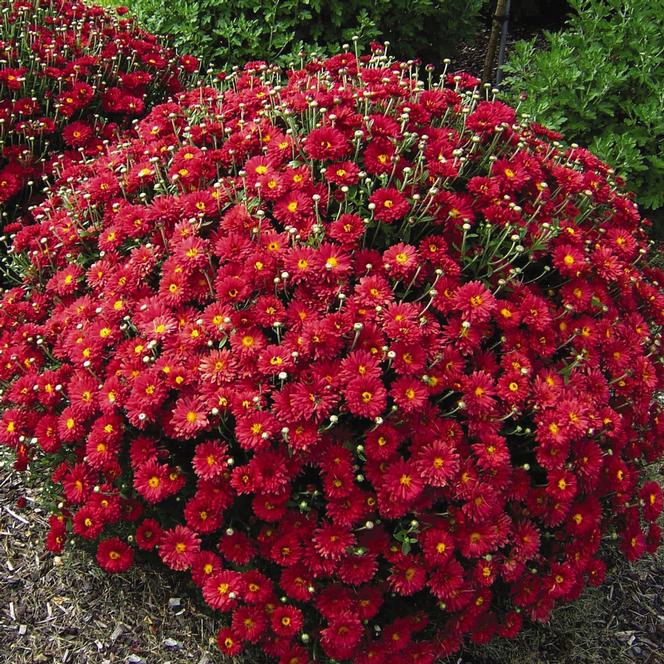 (Garden Mum) PP # 14,197 Chrysanthemum morifolium Mammoth™ Red Daisy from Swift Greenhouses