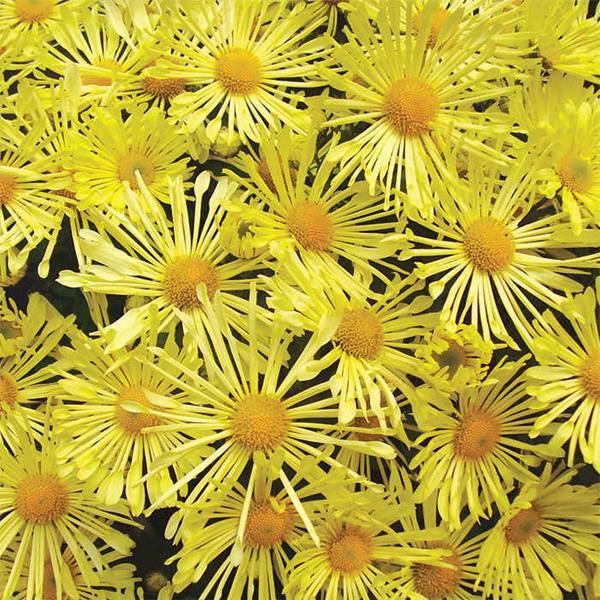 (Garden Mum) PP # 15,027 Chrysanthemum morifolium Mammoth™ Yellow Quill from Swift Greenhouses