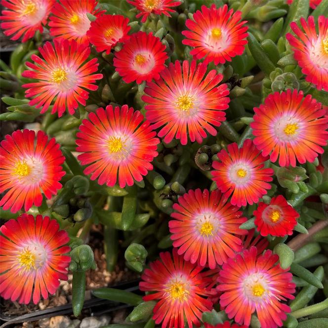 (Ice Plant) PP # 27,014 Delosperma Jewel of Desert™ Grenade from Swift Greenhouses