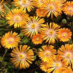 (Ice Plant) PP # 30,806 Delosperma Orange Crush from Swift Greenhouses
