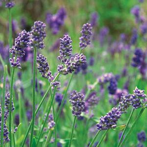 (English Lavender) Lavandula x intermedia Provence from Swift Greenhouses