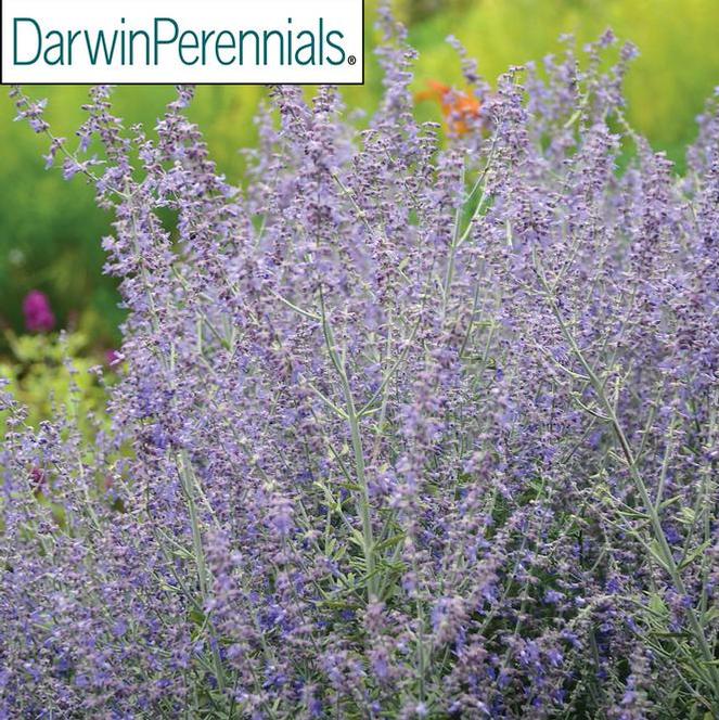 (Russian Sage) PP # 27,526 Perovskia atriplicifolia Rocketman from Swift Greenhouses
